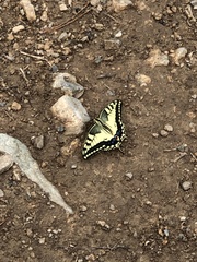 Papilio machaon