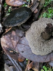 Sarcodon carbonarius