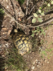 Testudo hermanni