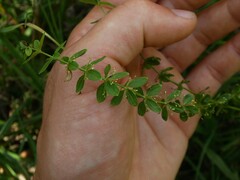 Cruciata glabra