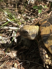 Testudo hermanni