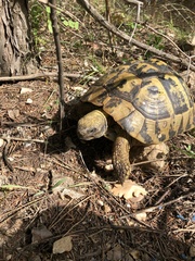 Testudo hermanni