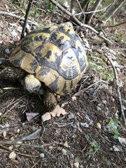 Testudo hermanni