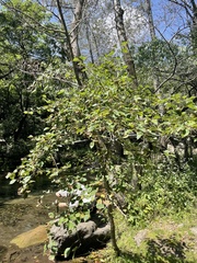 Crataegus kansuensis