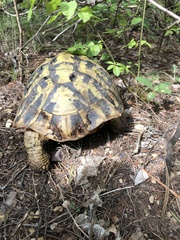 Testudo hermanni
