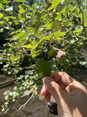 Crataegus kansuensis