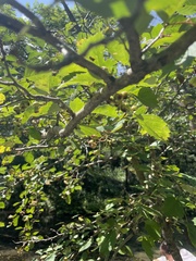 Crataegus kansuensis