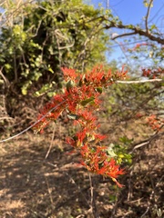 Combretum microphyllum