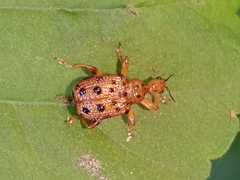 Paroplapoderus