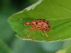 Paroplapoderus