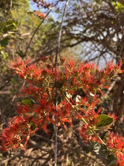 Combretum microphyllum
