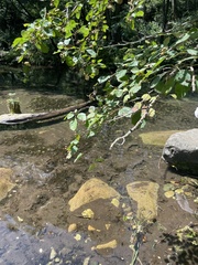 Crataegus kansuensis