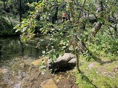 Crataegus kansuensis