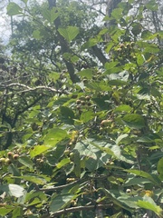 Crataegus kansuensis