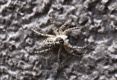 Menemerus semilimbatus