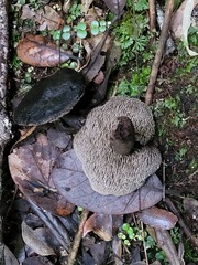 Sarcodon carbonarius