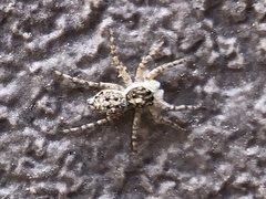 Menemerus semilimbatus