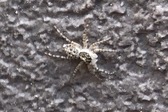 Menemerus semilimbatus