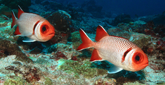 Blacktip Soldierfish photo 2