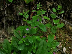 Clinopodium grandiflorum
