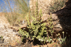 Cheilanthes lasiophylla