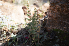 Cheilanthes lasiophylla