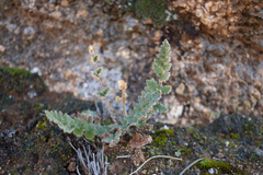 Cheilanthes lasiophylla