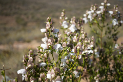 Prostanthera striatiflora