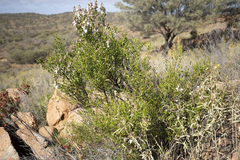 Prostanthera striatiflora