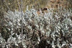 Dissocarpus paradoxus