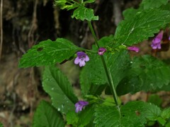 Clinopodium grandiflorum