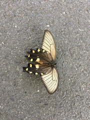 Byasa alcinous