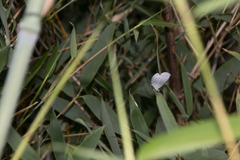 Celastrina lavendularis himilcon