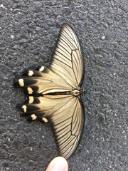 Byasa alcinous