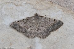 Frederickia disparcata