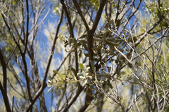 Acacia aneura