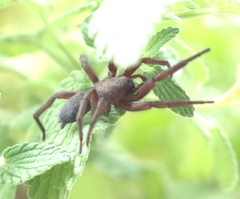 Scotophaeus