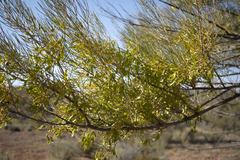 Acacia aneura