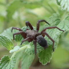 Scotophaeus