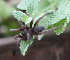 Scotophaeus