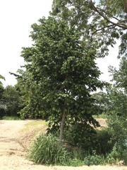 Huberantha cerasoides