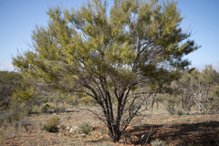 Acacia aneura