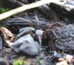 Scotophaeus