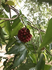 Huberantha cerasoides