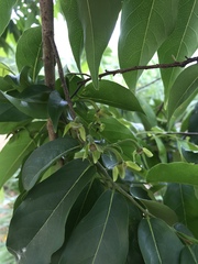Huberantha cerasoides