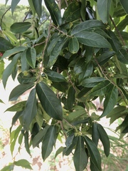 Huberantha cerasoides