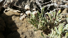 Limonium pectinatum