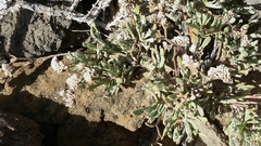 Limonium pectinatum