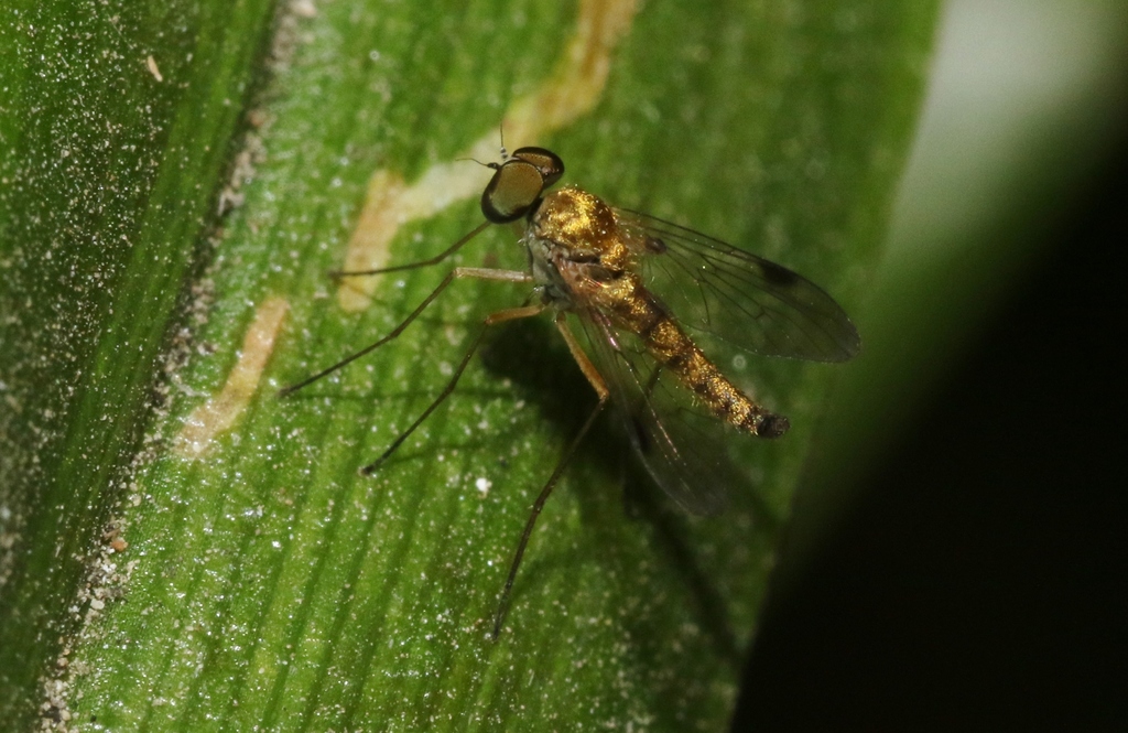 Chrysopilus tomentosus