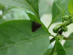 Heliothela wulfeniana